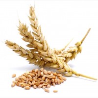 Продам пшеницю 3 клас 350 тонн, Дніпропетровська обл, Великомихайлівка