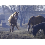 Лошади Украина, Продажа лошадей, конный завод, купить лошадь, продаж коней, тяжеловозы
