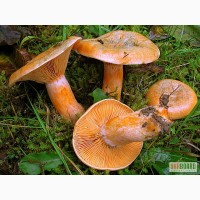 Мицелий рыжика, мицелий опенка зимнего, грибница вешенки и шампиньона - семена грибов