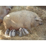 Свины породи Мангал
