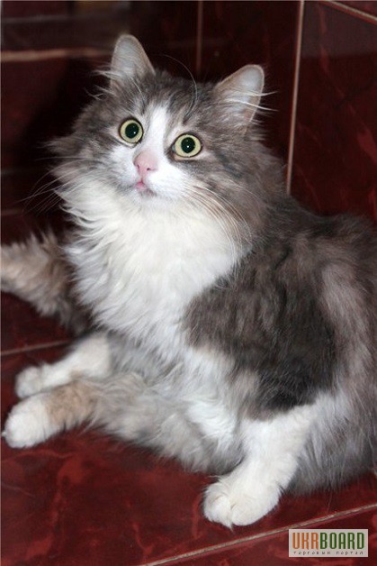 Фото 1/3. Шикарный молодой сибирский кот в надежные руки!