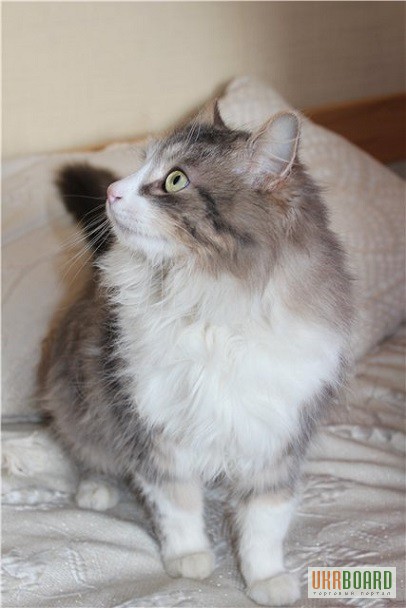 Фото 2. Шикарный молодой сибирский кот в надежные руки!