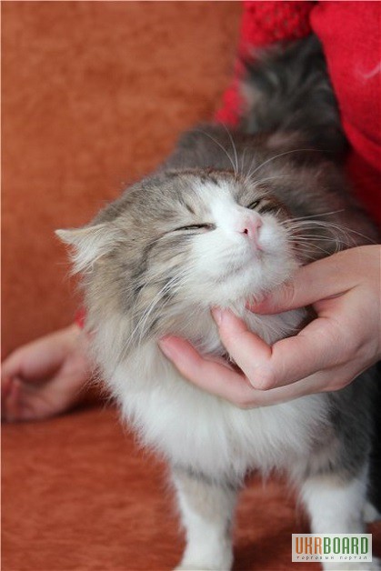 Фото 3/3. Шикарный молодой сибирский кот в надежные руки!