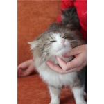 Шикарный молодой сибирский кот в надежные руки!
