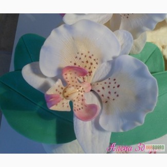 Сахарная орхидея фаленопсис