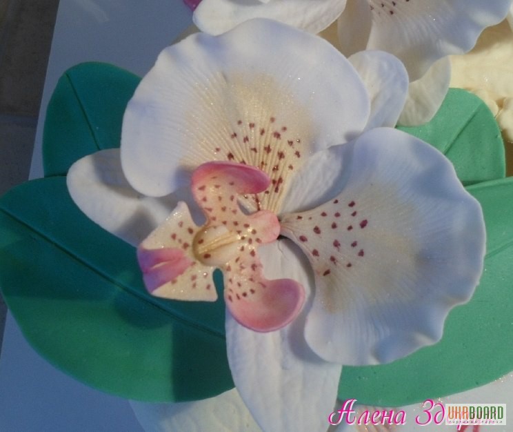 Сахарная орхидея фаленопсис