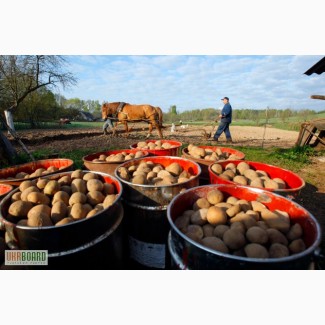 Продам насіння картоплі, посадкова, I репродукція, Київ
