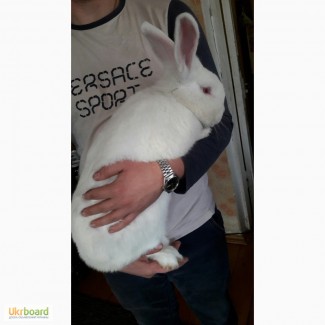 Продам кролика НЗБ/ Новозеландский белый