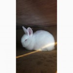 Продам кролика НЗБ/ Новозеландский белый