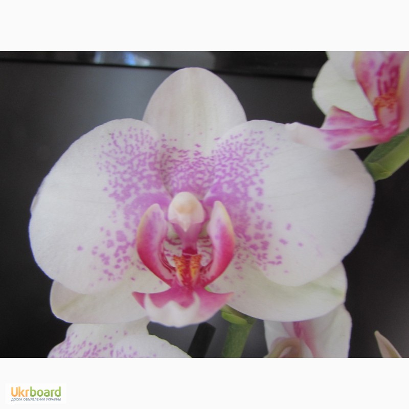 Фото 10. Продам орхидеи цветущие и не цветущие