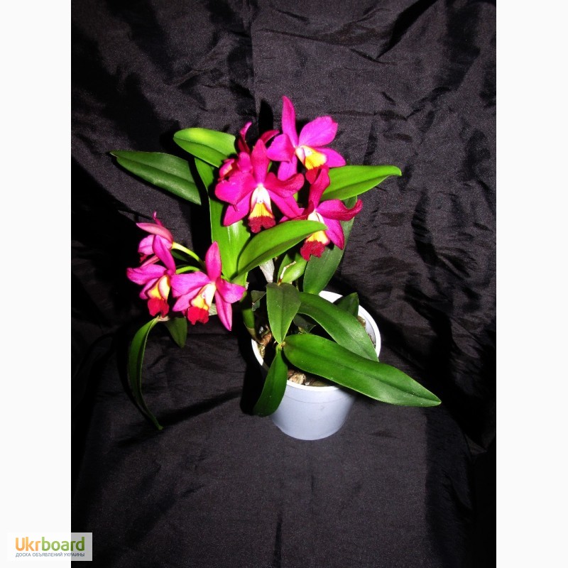 Фото 2. Продам орхидеи цветущие и не цветущие