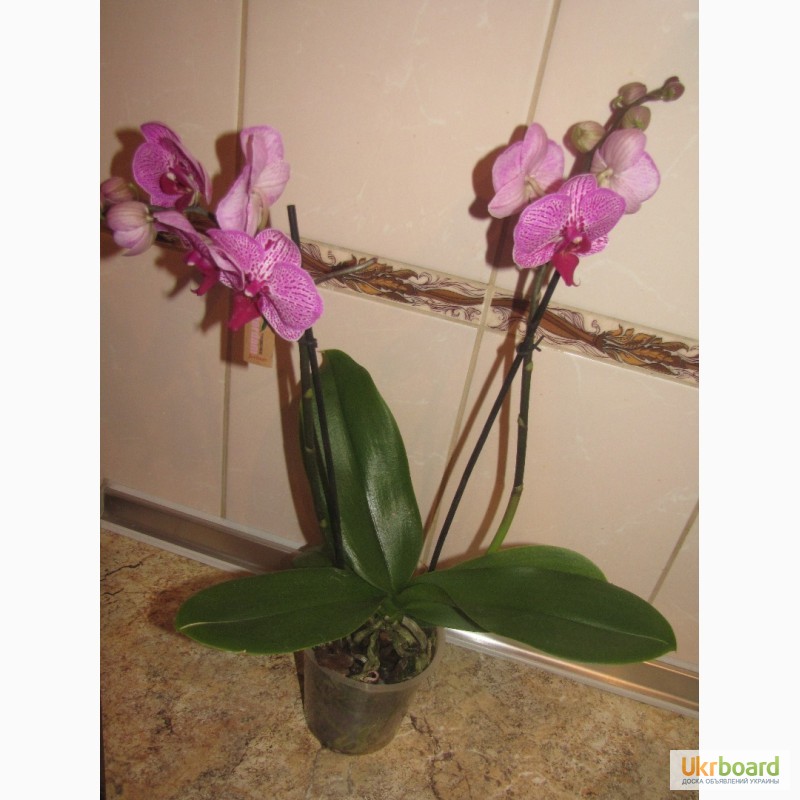 Фото 7. Продам орхидеи цветущие и не цветущие