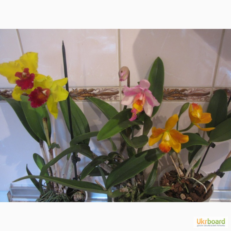 Фото 8. Продам орхидеи цветущие и не цветущие