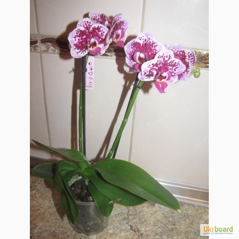 Фото 9. Продам орхидеи цветущие и не цветущие