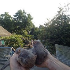 Фото 2. Продам голубей старой Херсонской породы летные