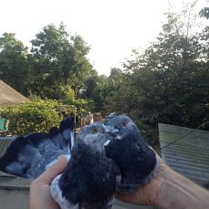 Фото 3. Продам голубей старой Херсонской породы летные