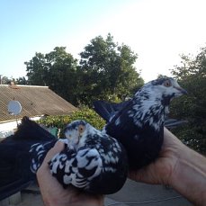 Фото 4. Продам голубей старой Херсонской породы летные