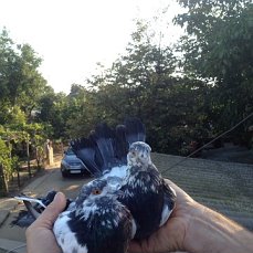 Фото 5. Продам голубей старой Херсонской породы летные