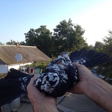 Фото 6. Продам голубей старой Херсонской породы летные