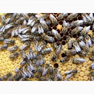 Продам бджоломатки Карпатської породи КІЛЬКІСТЬ ОБМЕЖЕНА