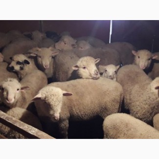 Продам вівці мереноса
