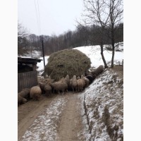 Продам вівці мереноса