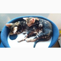 Продается бенгальский котенок, мальчик 2 месяца