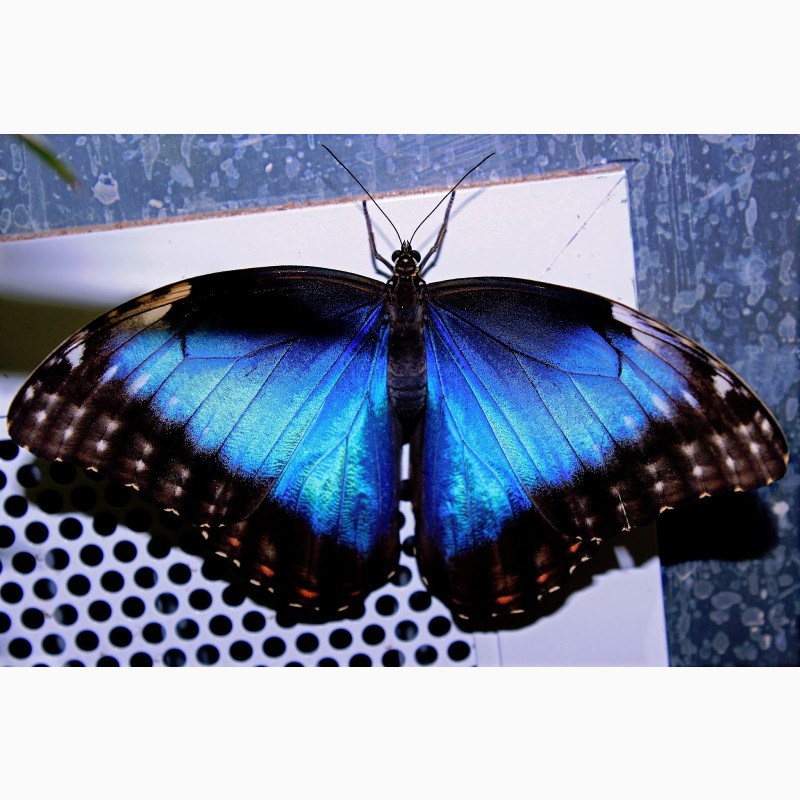 Фото 1/3. Продажа Живых тропических бабочек на 14 Февраля более 30 Видов