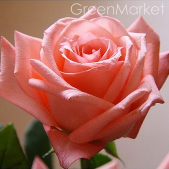 Фото 17. Купить саженцы розы