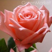 Купить саженцы розы