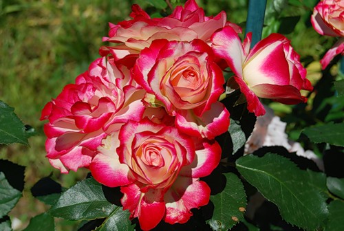 Фото 3. Купить саженцы розы