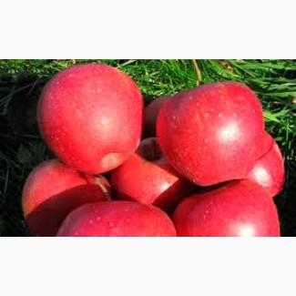 Продам саженцы яблони на М-9 и ММ-106