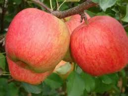 Фото 2. Продам саженцы яблони на М-9 и ММ-106
