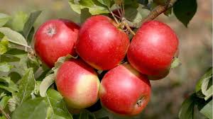 Фото 3. Продам саженцы яблони на М-9 и ММ-106