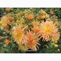 Хризантемы Пышные Корейские неприхотливые дешево куст 69 грн