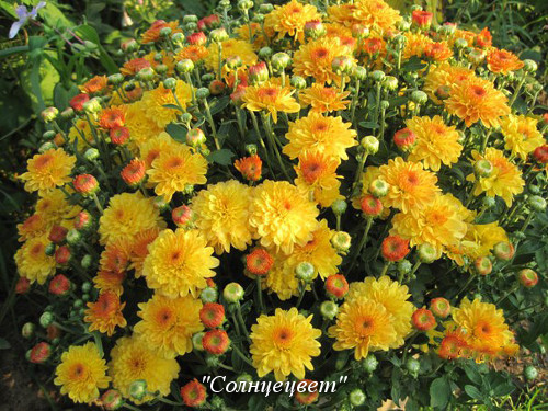 Фото 5. Хризантемы Пышные Корейские неприхотливые дешево куст 69 грн