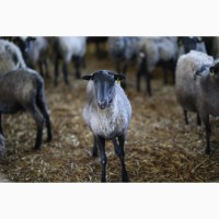 Продажа действущего бизнеса по розведению овец и производству органичесских удобрений