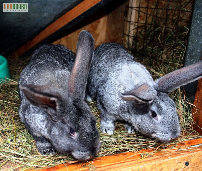 Фото 2/3. Продам домашних кролей акселератов разных пород