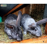 Продам домашних кролей акселератов разных пород