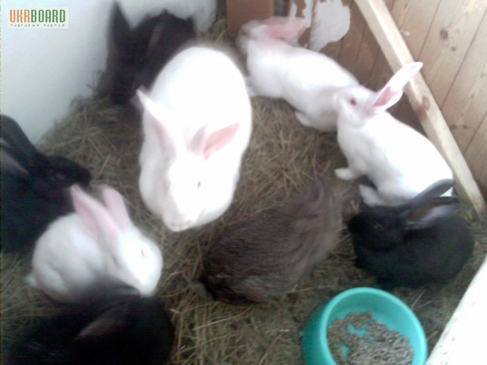 Фото 3/3. Продам домашних кролей акселератов разных пород