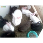 Продам домашних кролей акселератов разных пород