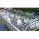 Продам клетки для промышленного разведения кролей
