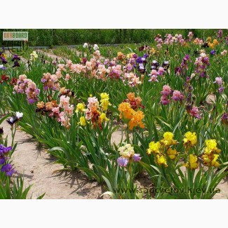 Ирисы и лилейники из сада цветов Трошкиных