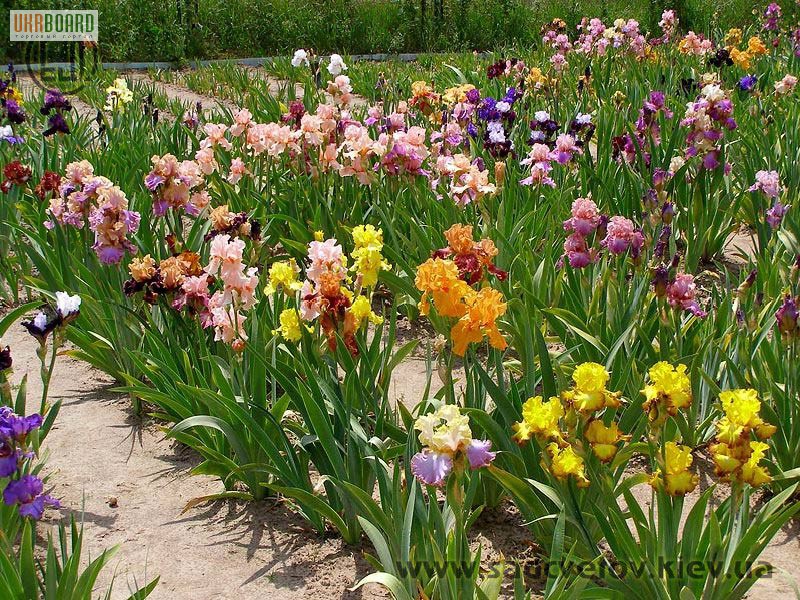 Ирисы и лилейники из сада цветов Трошкиных