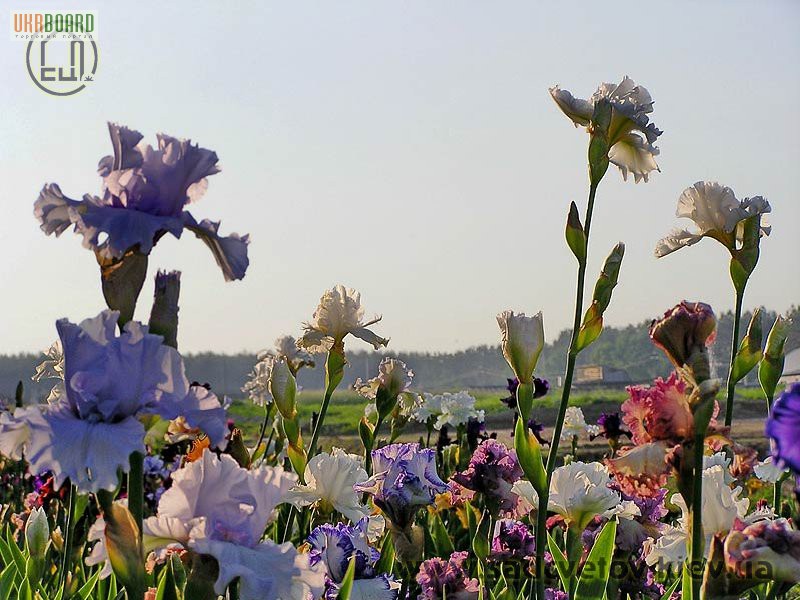 Фото 2. Ирисы и лилейники из сада цветов Трошкиных
