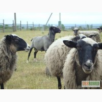 Вівці романівської породи