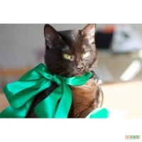 Роскошная метиска бомбейской кошки