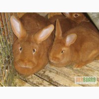 Продам домашних скороспелых кроликов мясо-шкуровых пород