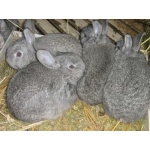 Продам домашних скороспелых кроликов мясо-шкуровых пород