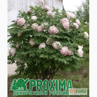 Пион древовидный по низким ценам в питомник декоративных растений Proxima